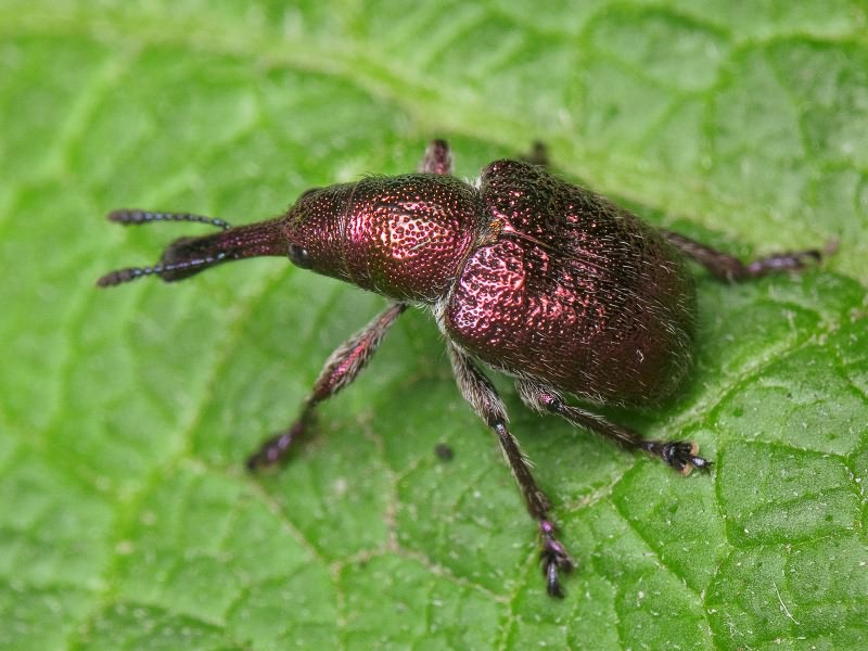 Rhynchites (Epirhynchites) giganteus Krynicki, 1832